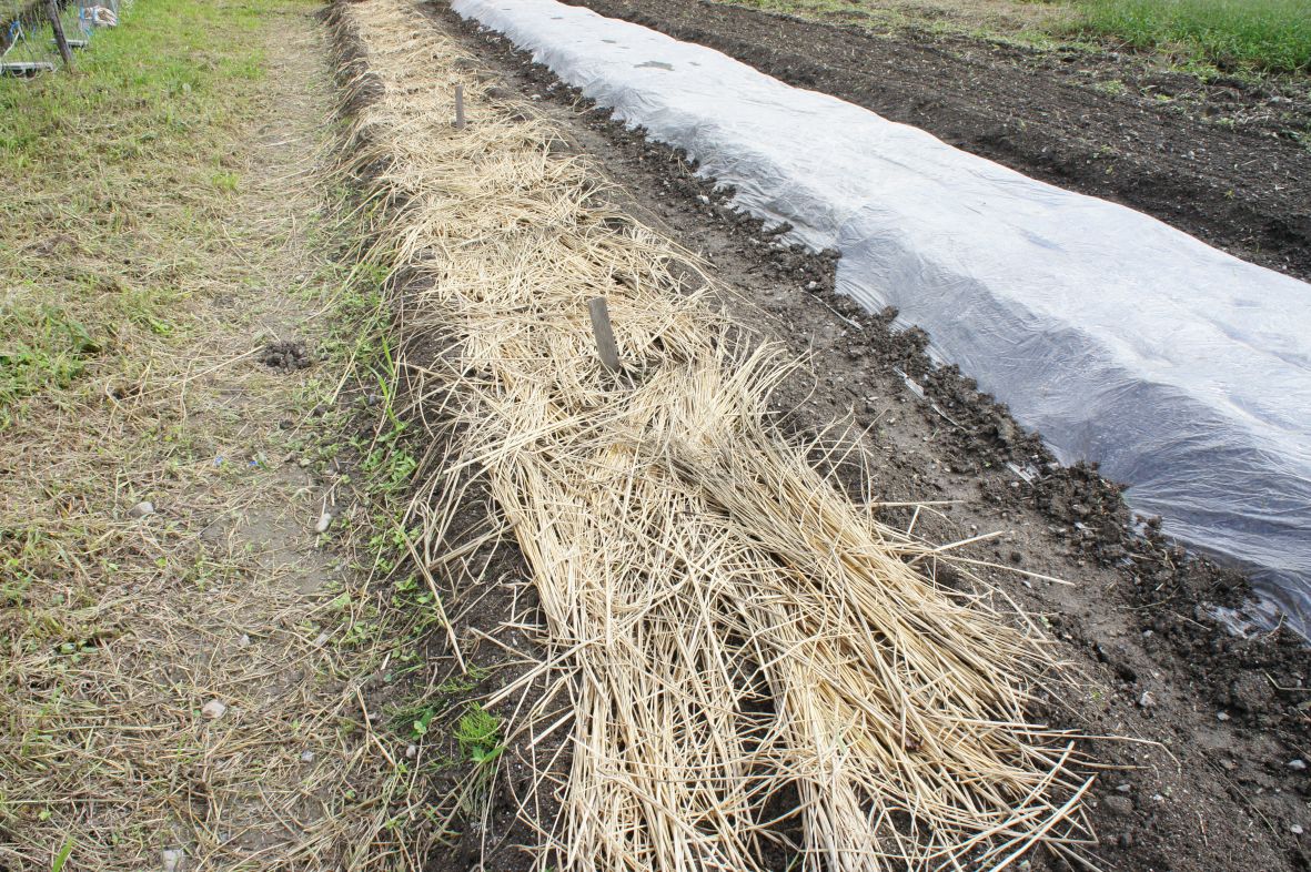 Planted potatoes