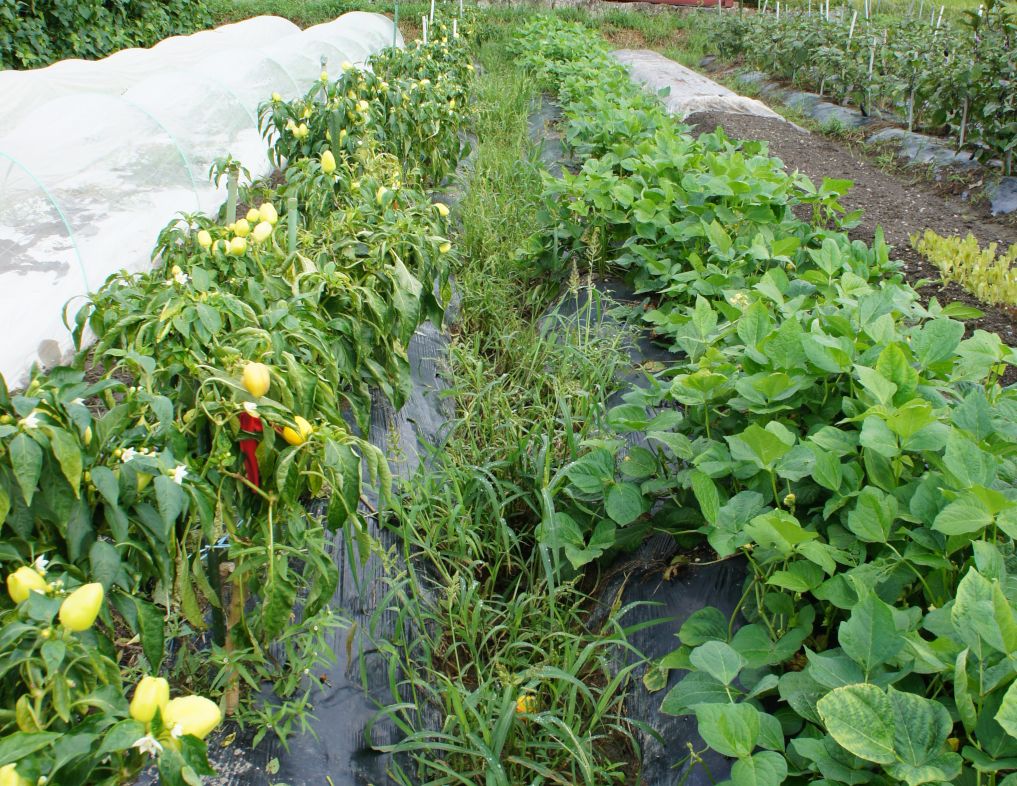 Before weeding, path between beds