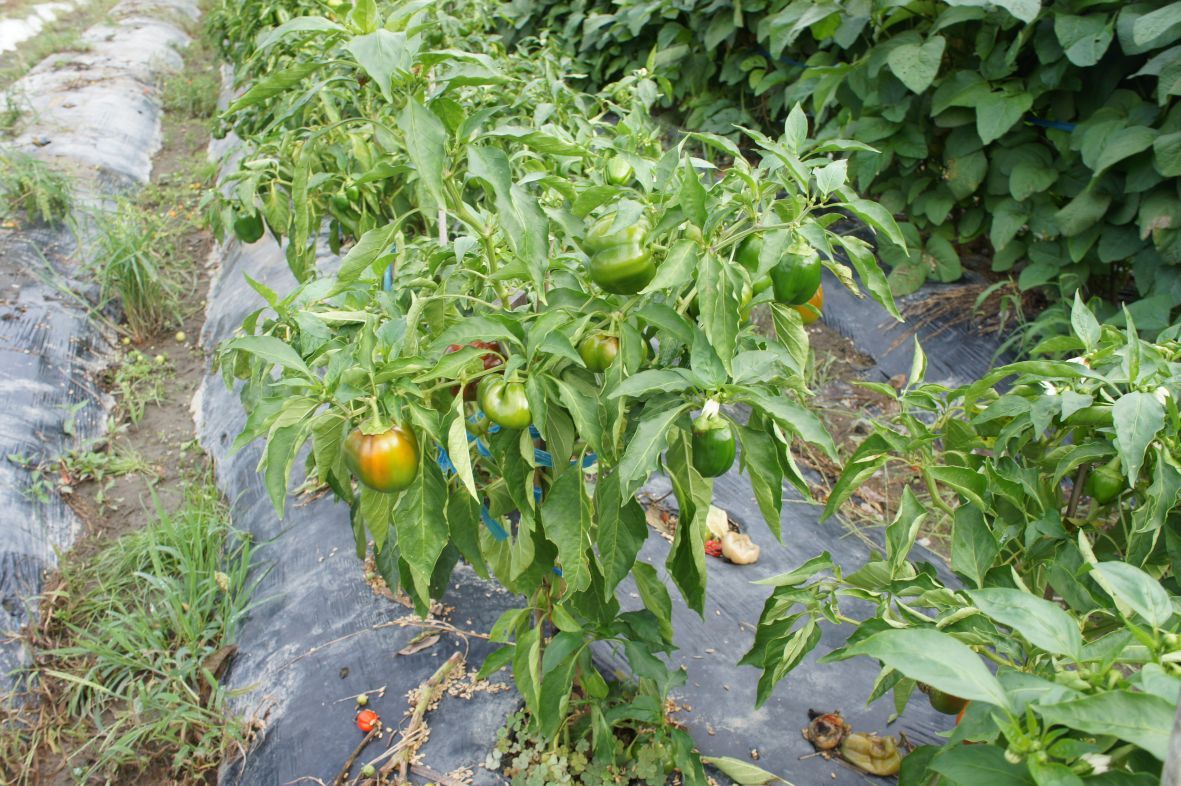 Capsicum/Peppers