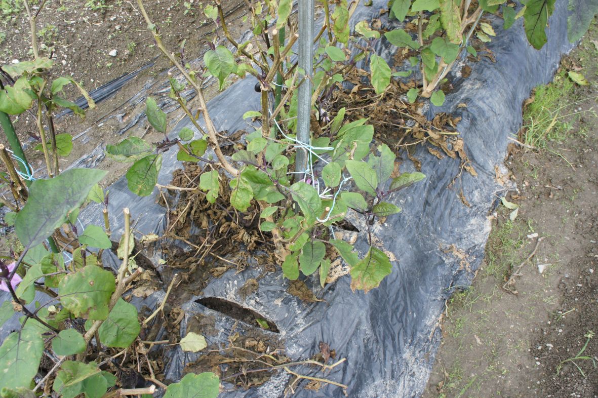 Adding compost to the pruned eggplant roots