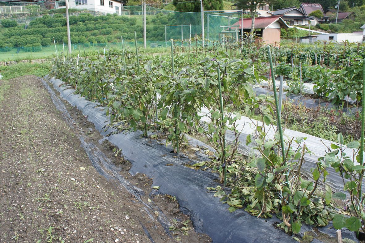 Eggplant