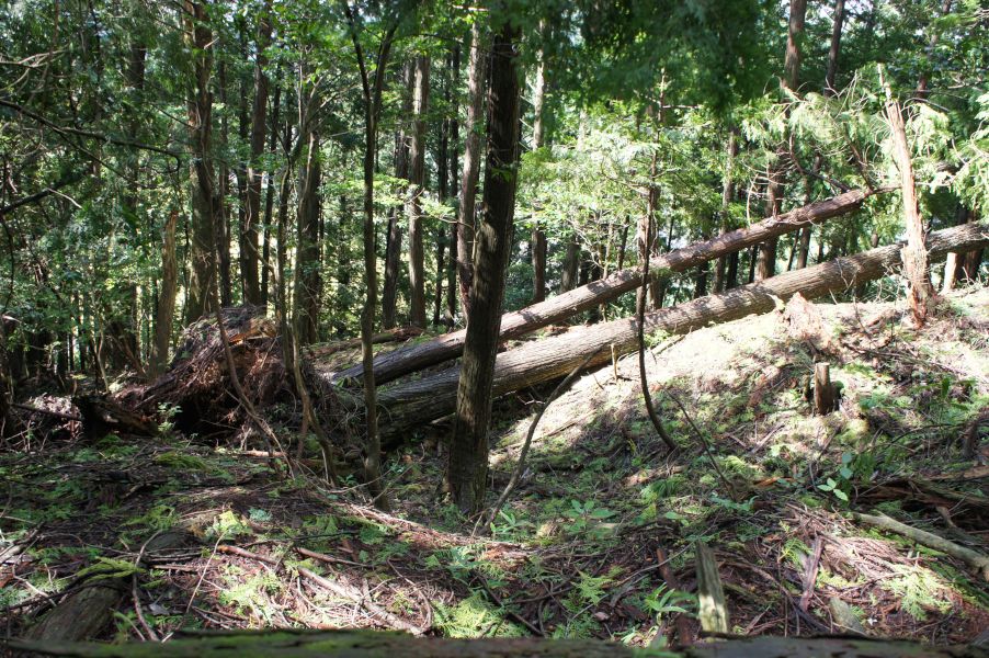 Fallen trees at a nearby temple