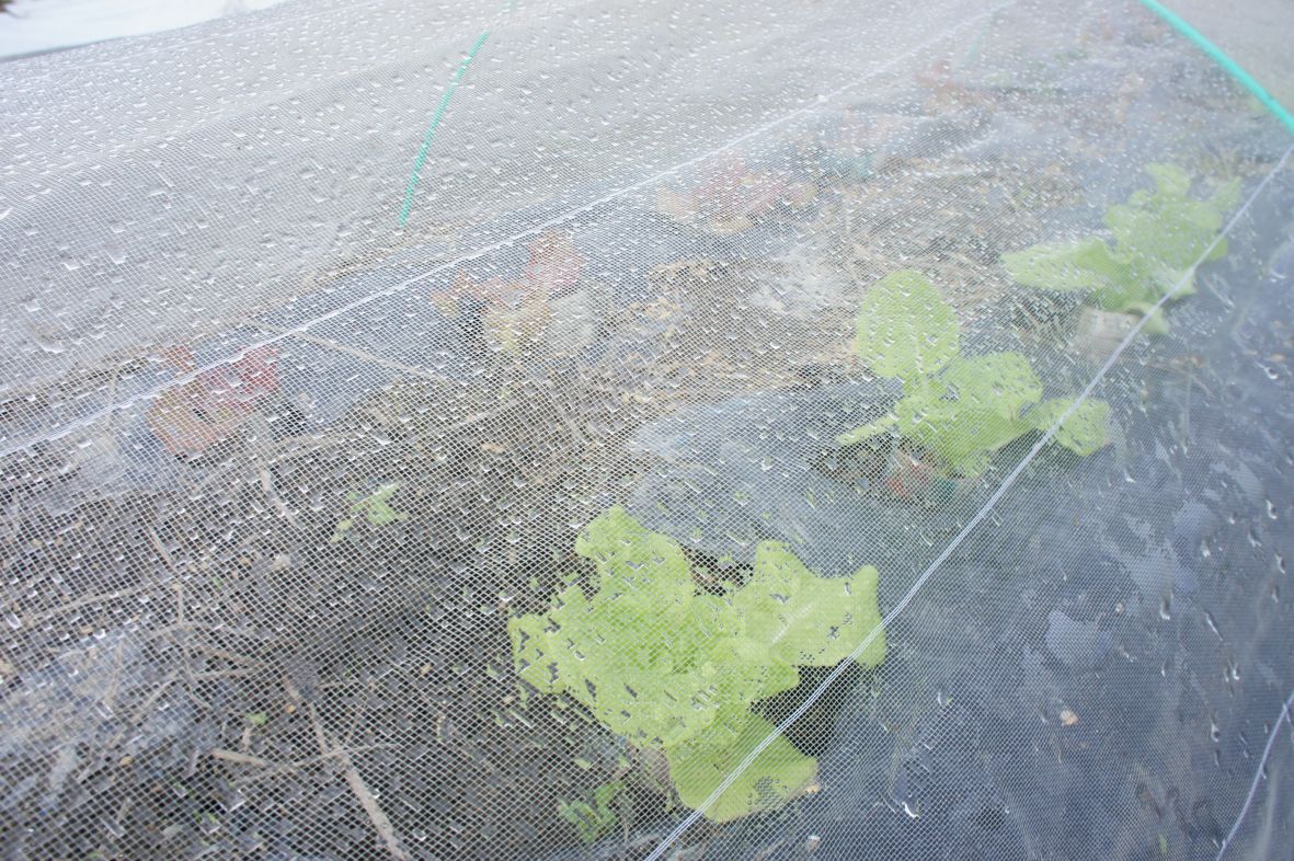 Bed covered with net