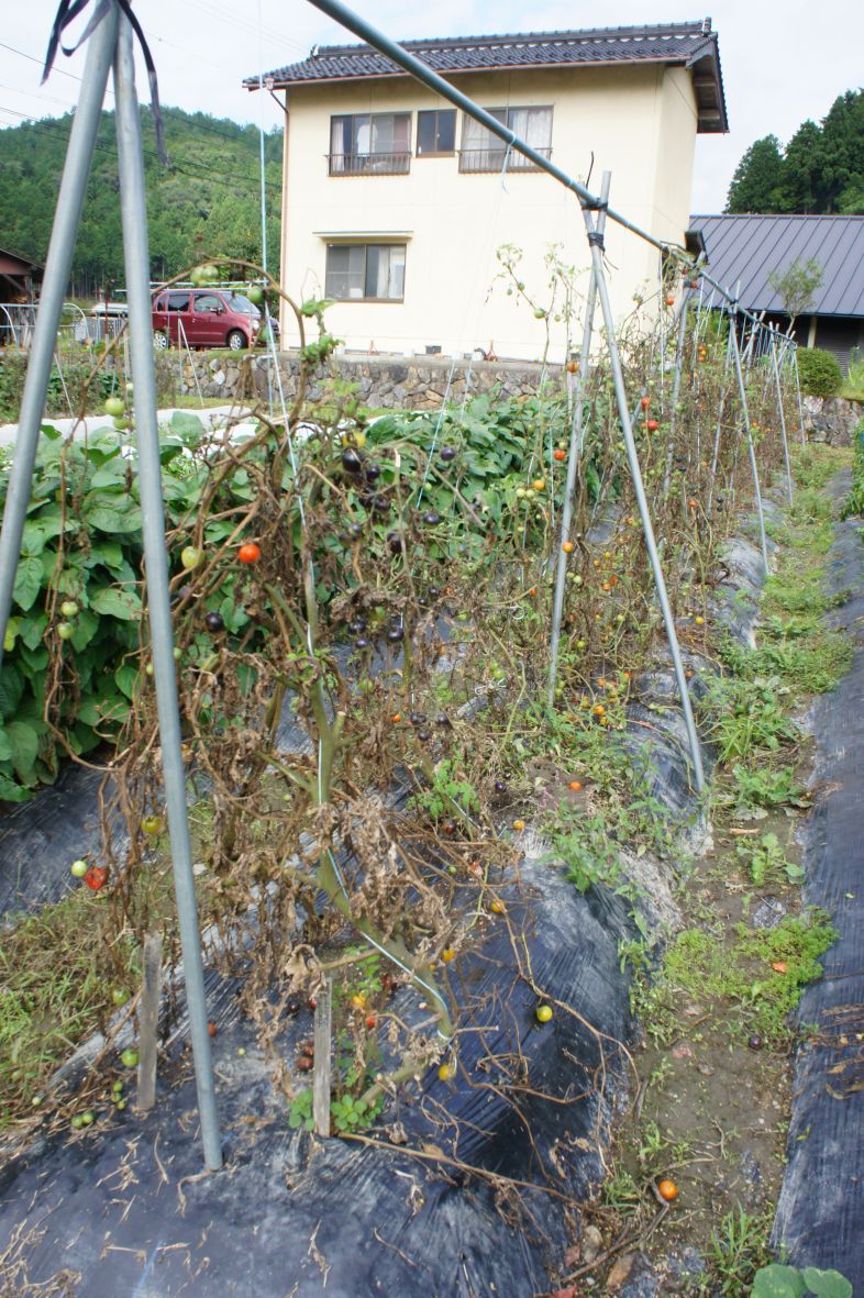 Metal rods, tied with strong plastic